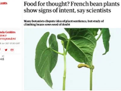 Picture of a plant from article