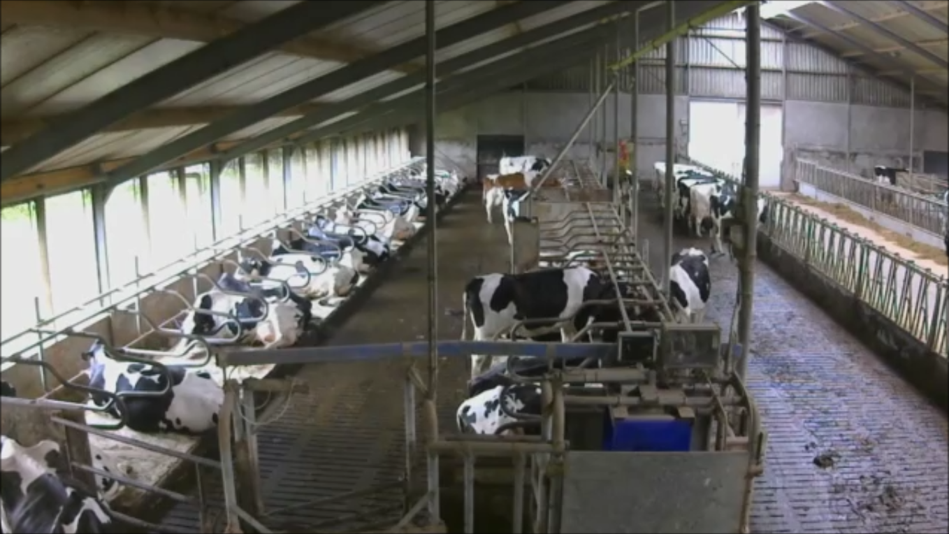 Feijen Diervoeders inside cowshed